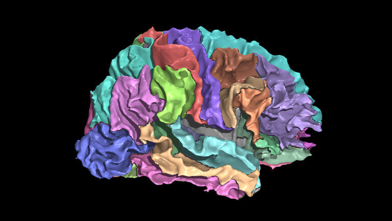 Visualization of the human brain.