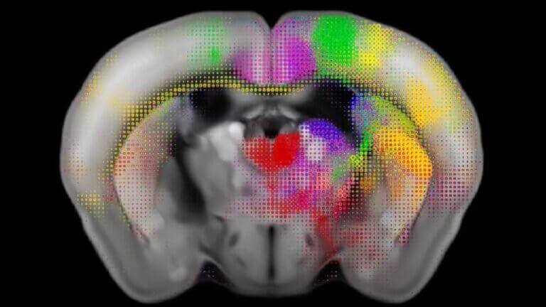 Allen Mouse Brain Connectivity Atlas