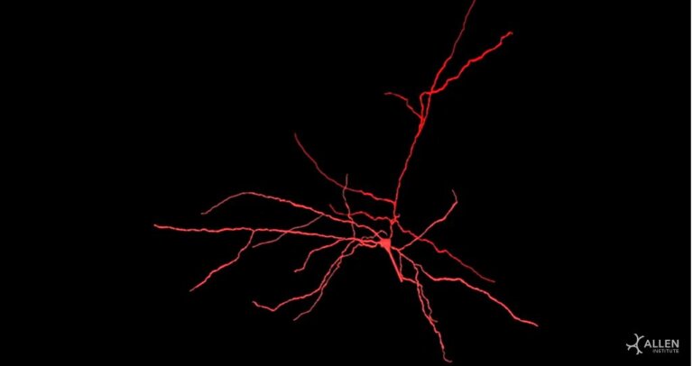 Image of neuron