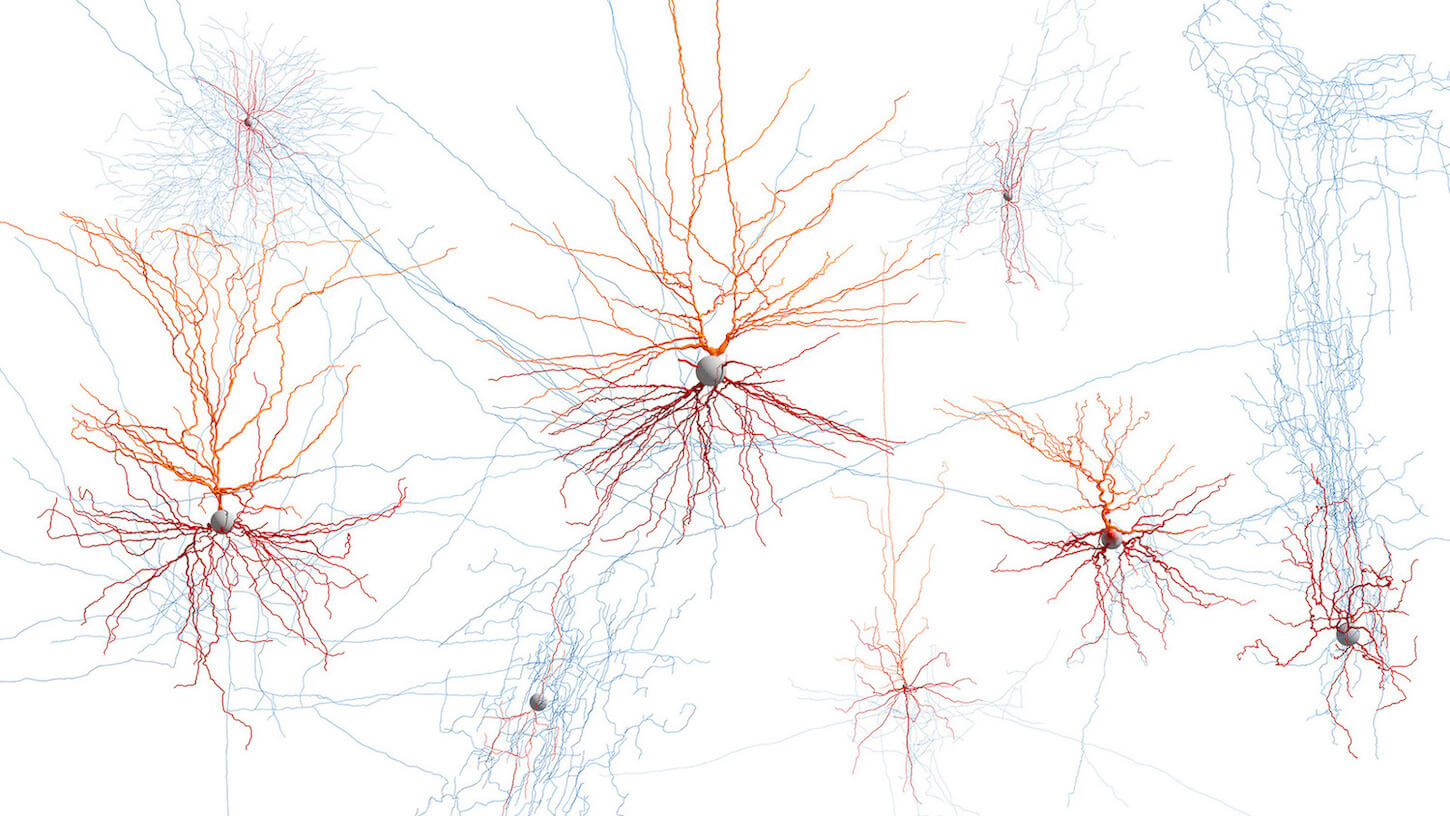 Hidden Linkages: Scientists Find Mind-Body Connection Is Built Into Brain