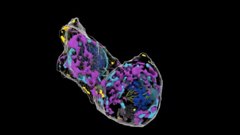 Microscopy image of live 3D cell