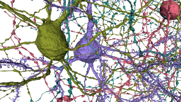 Microns image from the Neural Coding team at the Allen Institute for Brain Science. This image shows colorful renderings of neurons and their synaptic connections.
