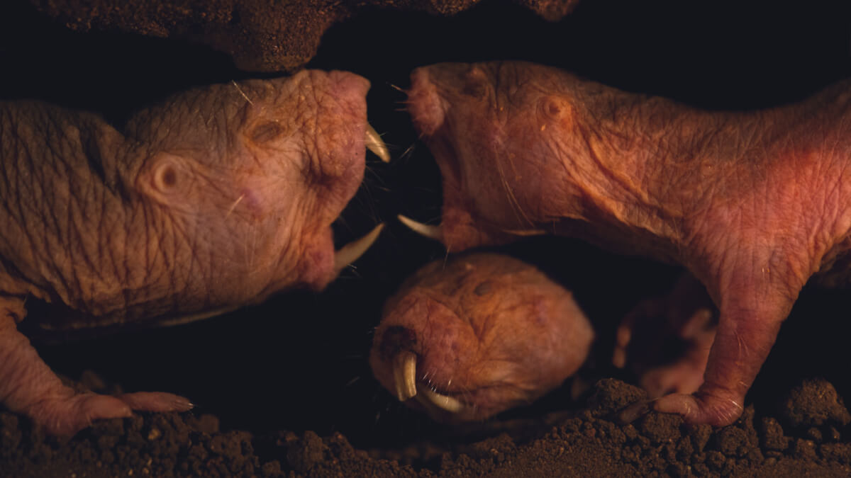 A new study explores the molecular traces of age in the long-lived naked mole rat. Here, naked mole rats engage in characteristic “open mouthed gaping” during an encounter in a tunnel of their burrow system. This behavior is often associated with contests over dominance within their social hierarchy. Photo by Lorna Faulkes Photography.