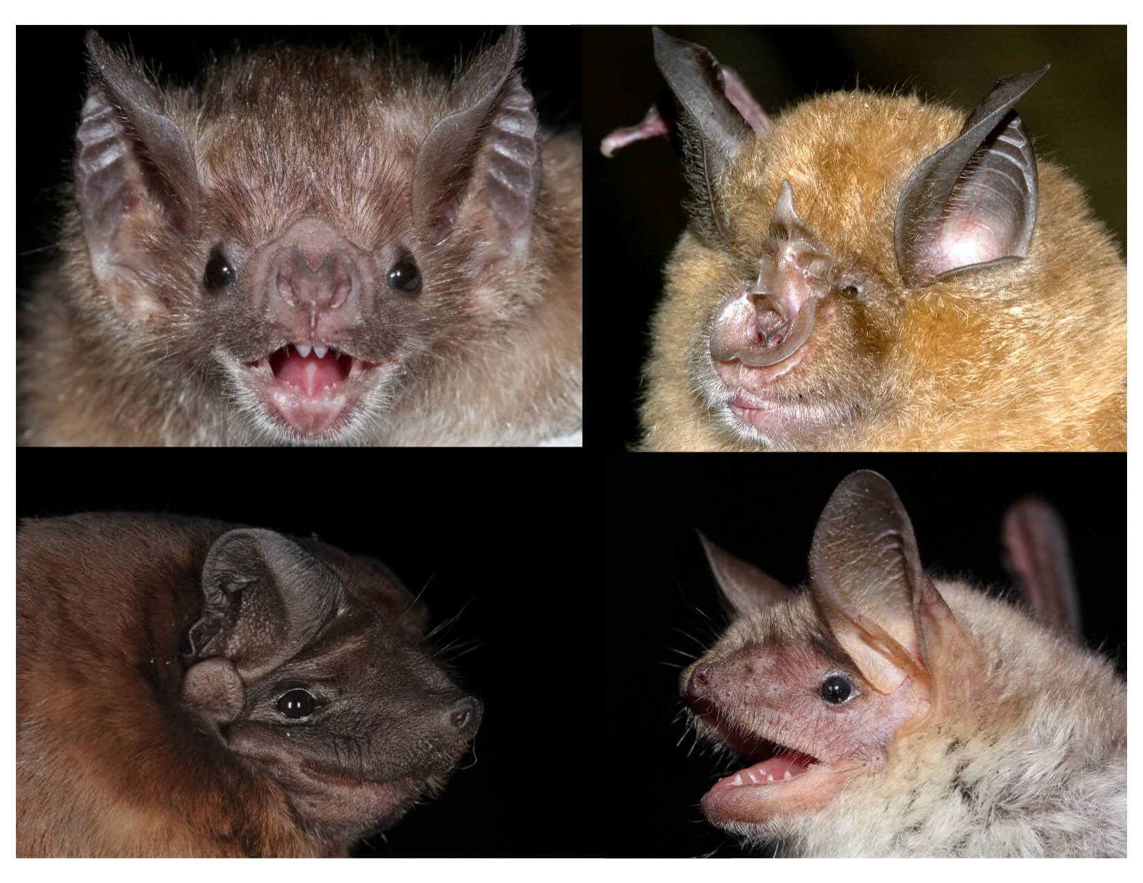 Many — but not all — bat species live exceptionally long lives. A new study hints at some of the genes that may be involved in natural longevity. Clockwise from top left, three long-lived bat species: the common vampire bat, greater horseshoe bat and the greater mouse-eared bat. Bottom left, the velvety free-tailed bat, a short-lived bat species. Photos courtesy of Gerald Wilkinson, Gareth Jones, Sebastien Puechmaille and Marco Tschapka.   