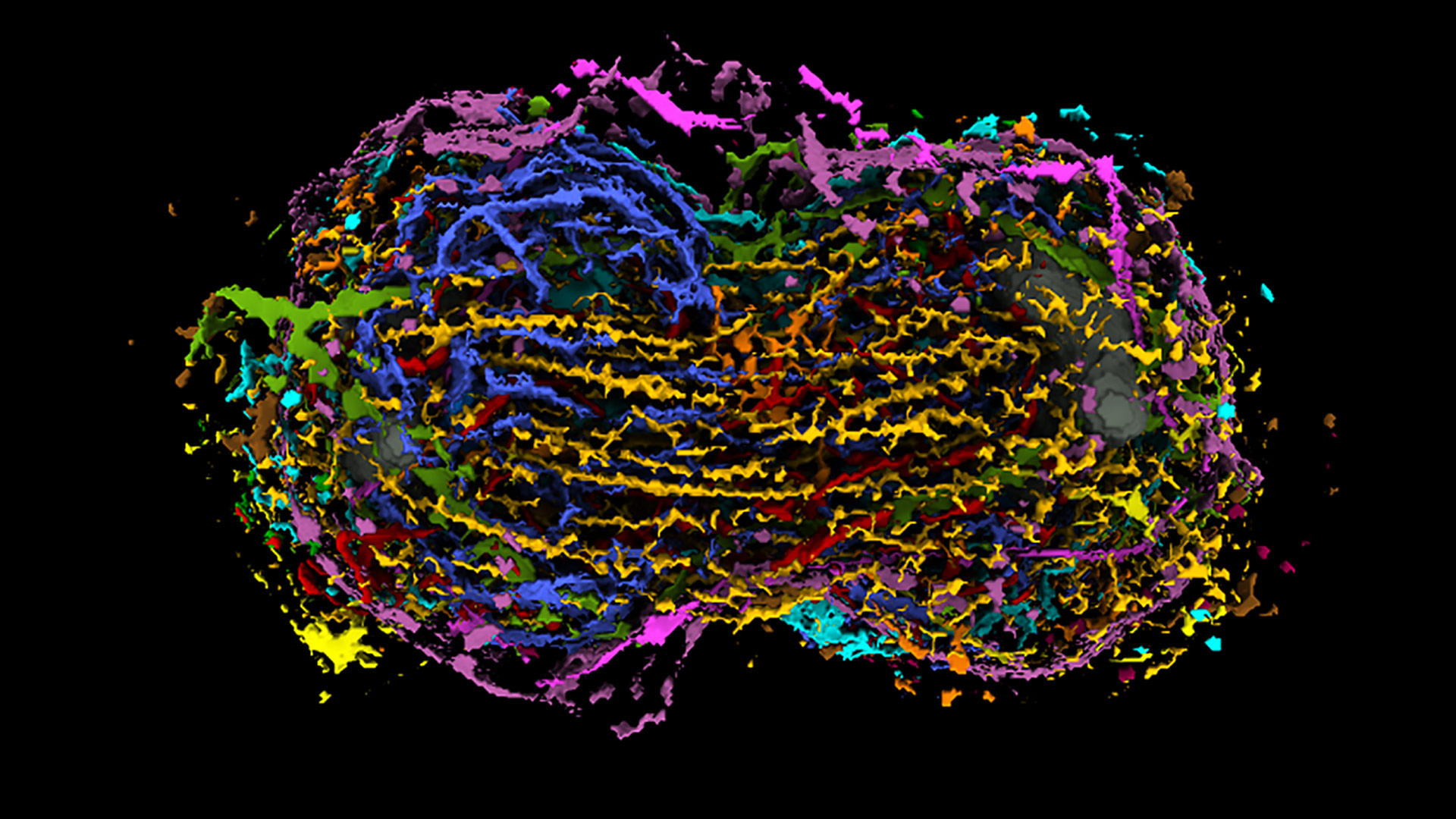 Integrated Mitotic Stem Cell by the Allen Institute for Cell Science showing key cellular structures during mitosis