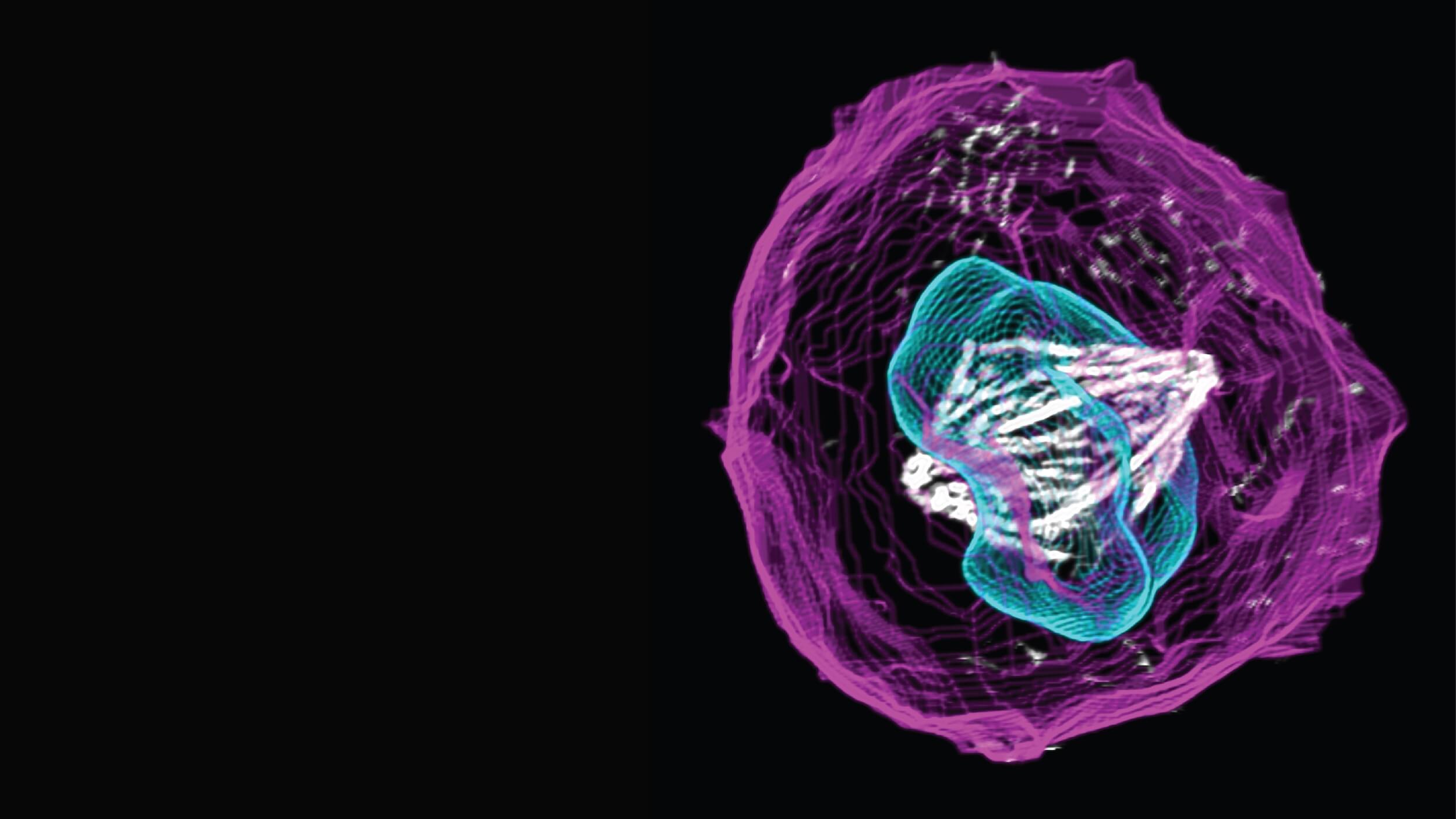 Image of one human cell with a mitotic spindle