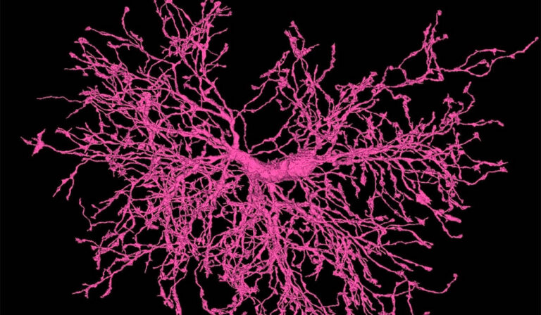 A detailed shape of an oligodendrocyte precursor cell shown in pink against a black background.