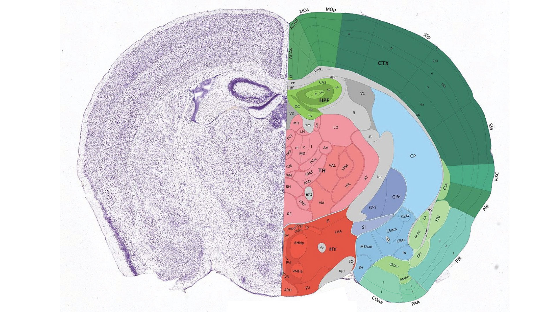 Allen Mouse Brain Atlas Gene Expression
