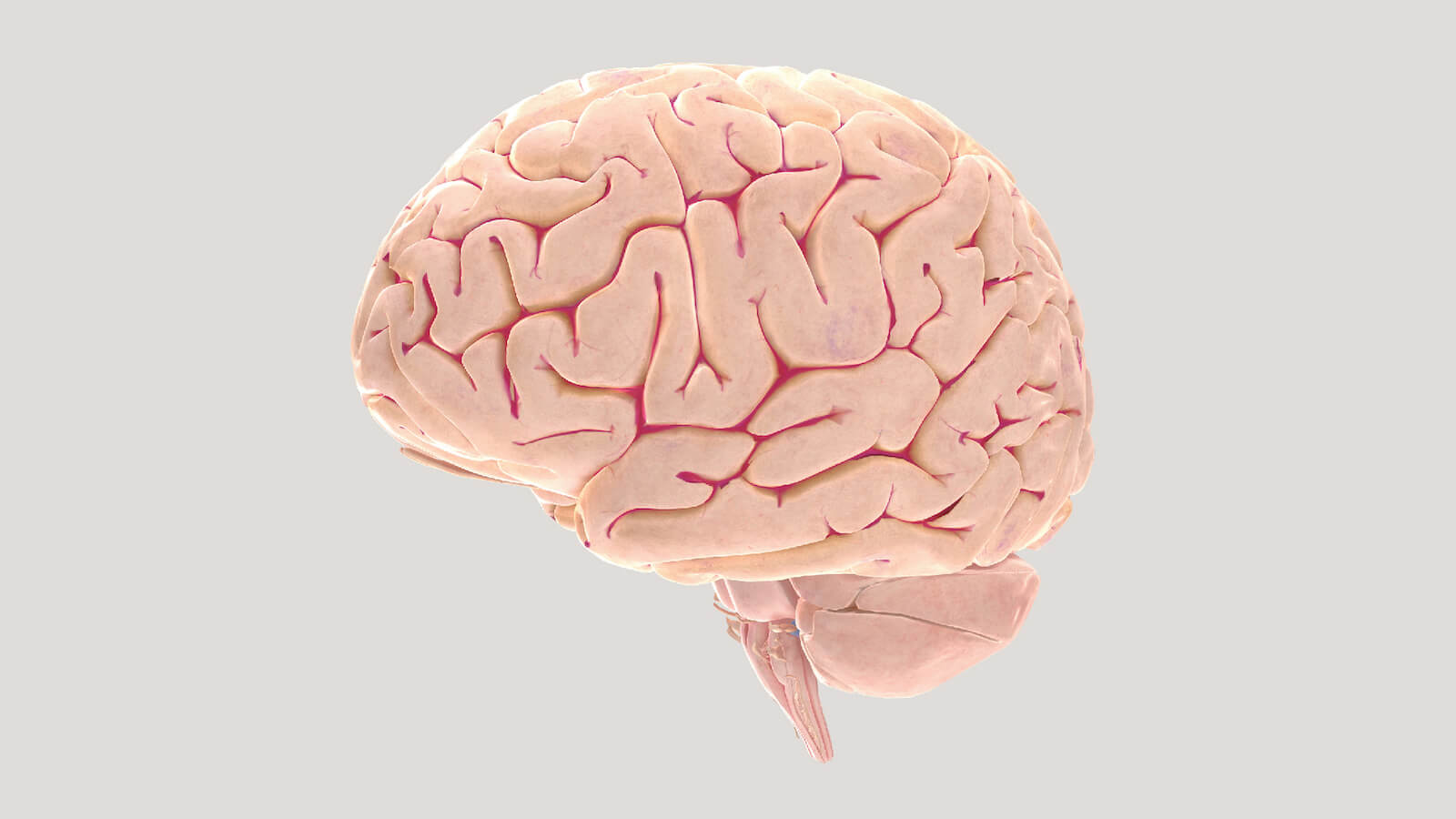 Screenshot of Brain Facts 3D brain visualization tool