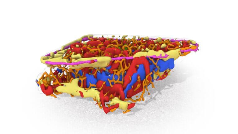 Image showing an integrated human stem cell