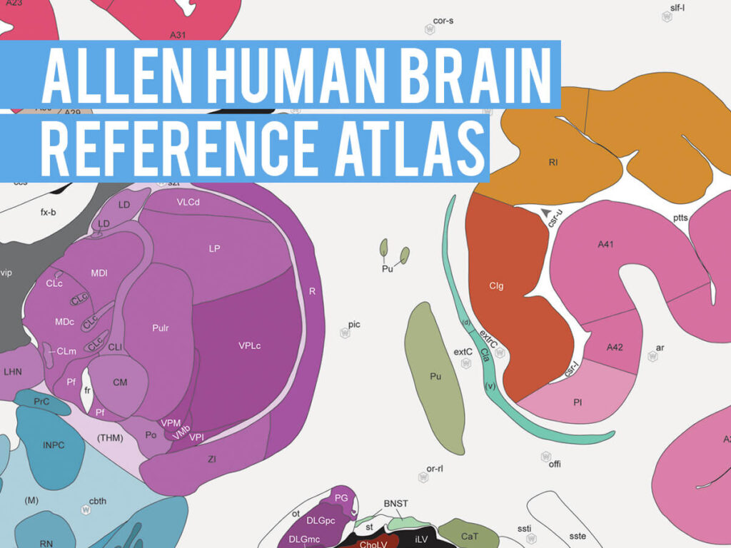 Allen Human Brain Reference Atlas Published In Journal Of Comparative Neurology Allen Institute 3550