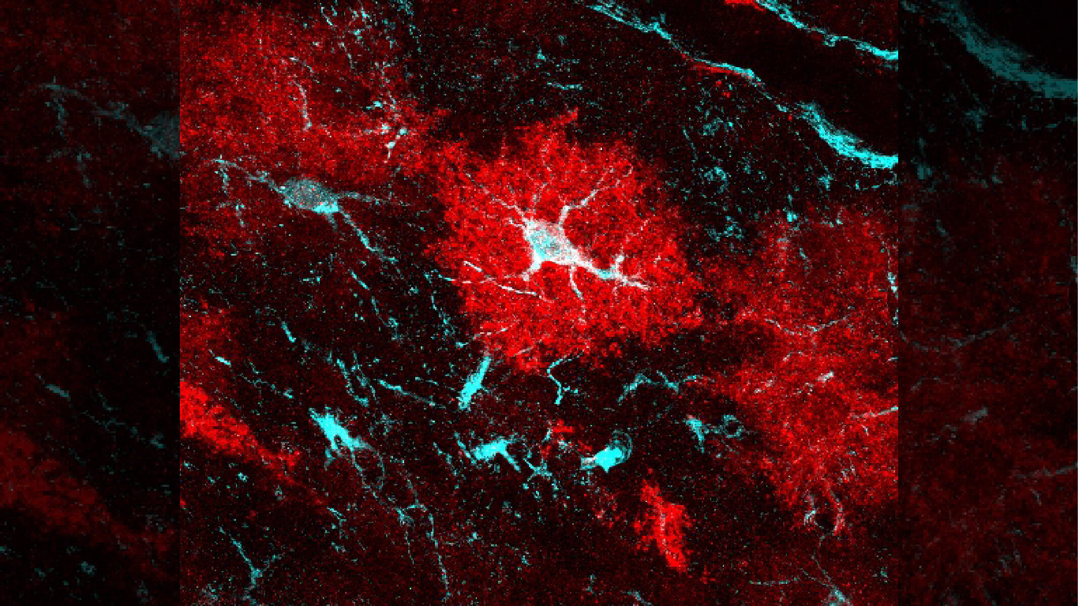 Astrocytes, shown here in red and light blue, in a brain region known as the striatum. These cells in this structure were found to play a key role in brain disease in a mouse model of Huntington’s disease. Image courtesy of Baljit Khakh, Ph.D. 