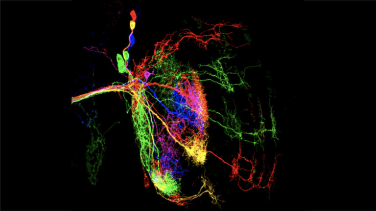 Image of fruit fly brain