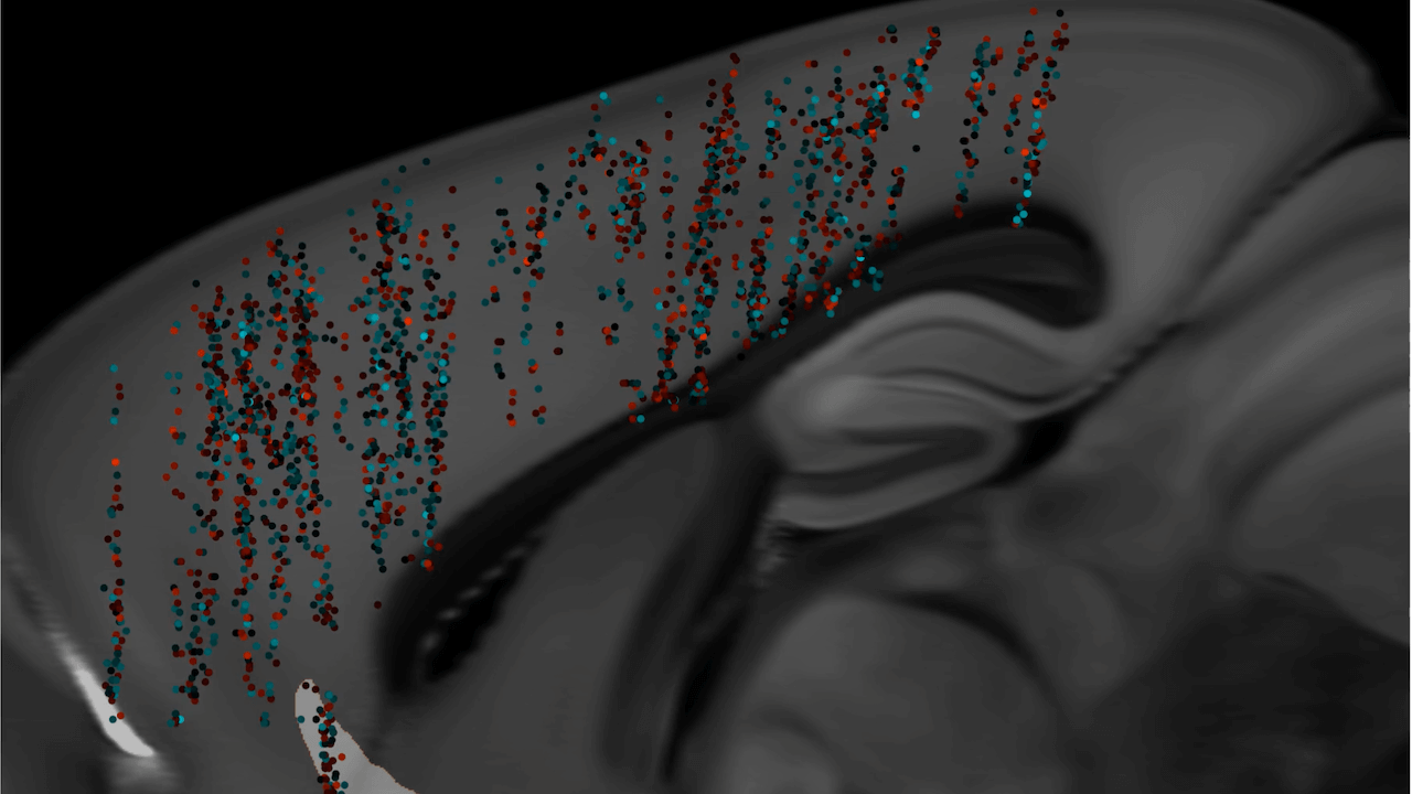 A portion of the mouse brain in gray showing colorful red and blue dots in the cortex.