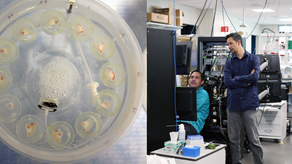 Brian Kalmbach, Ph.D., (left) and Jonathan Ting, Ph.D., (right) at the Allen Institute for Brain Science recording electrical properties from neurons in live human brain tissue.