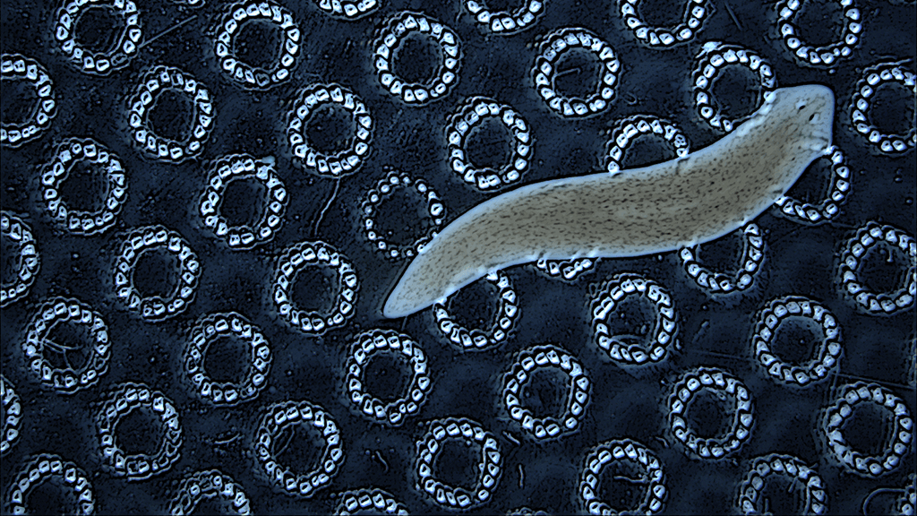 Flatworm image. The Allen Discovery Center for Reading and Writing the Morphogenetic Code at Tufts University was announced in 2016 to read and write the code that controls organ shape in regeneration, growth, and cancer.