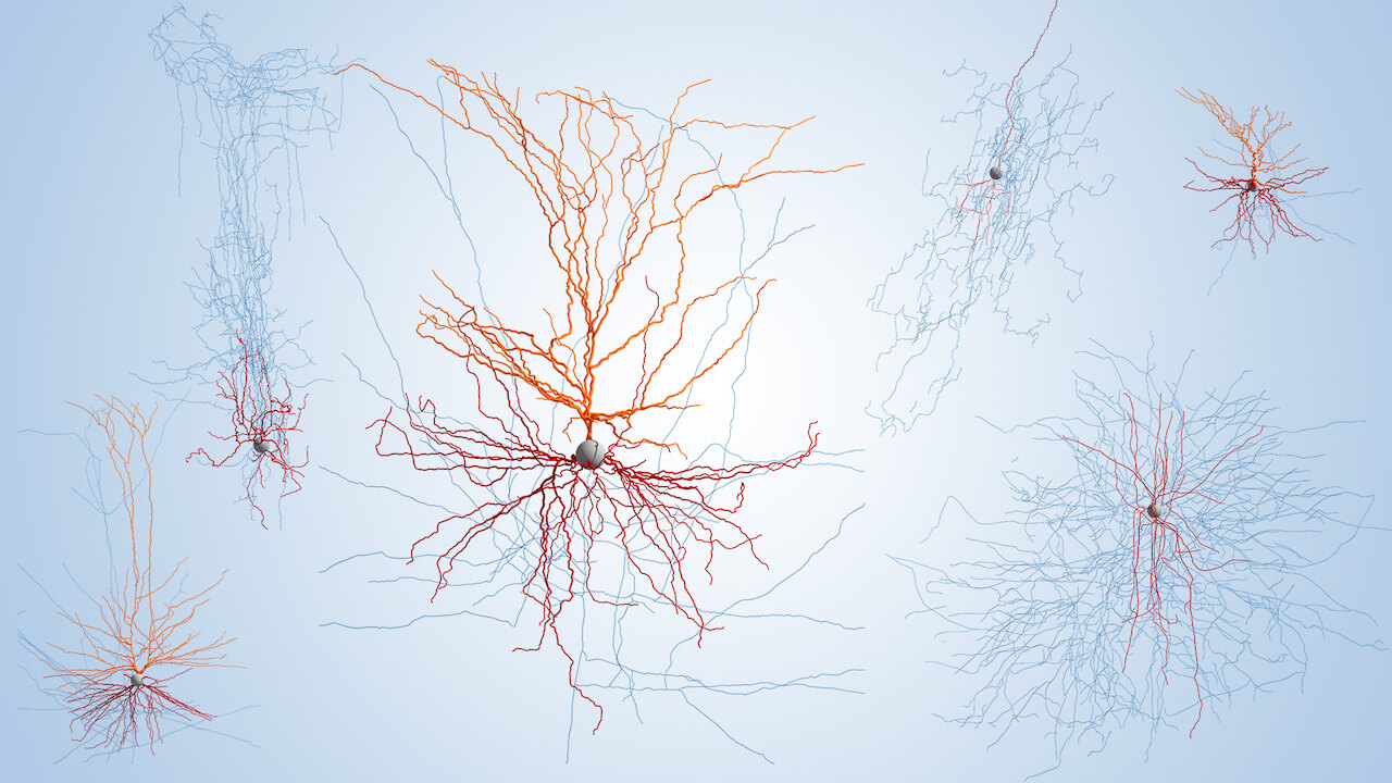 Different neurons studied at the Allen Institute, part of an effort to chart all the different types of brain cells.