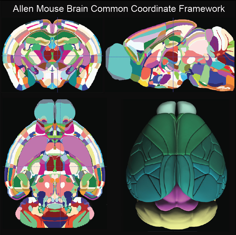 Different views of the brain regions in the new atlas