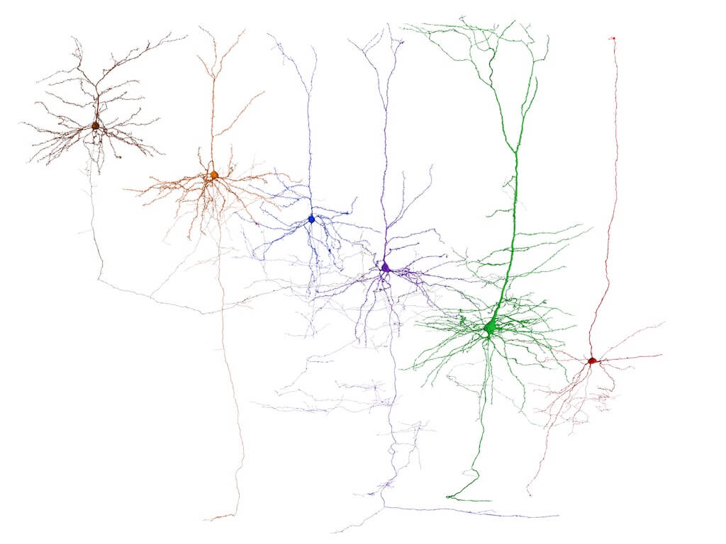 3D reconstructions of different kinds of pyramidal neurons, one of the most common form of neuron in the cortex. Different colors represent pyramidal neurons from different layers of the cortex.