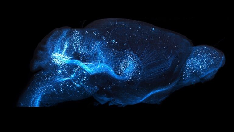 Image of a glowing mouse brain