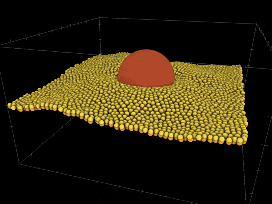 A lipid membrane wraps around a nanoparticle in a visualization tool created by researchers at the Allen Institute for Cell Science. The tool, Simularium Viewer, offers a new way of viewing computational models created by other labs.