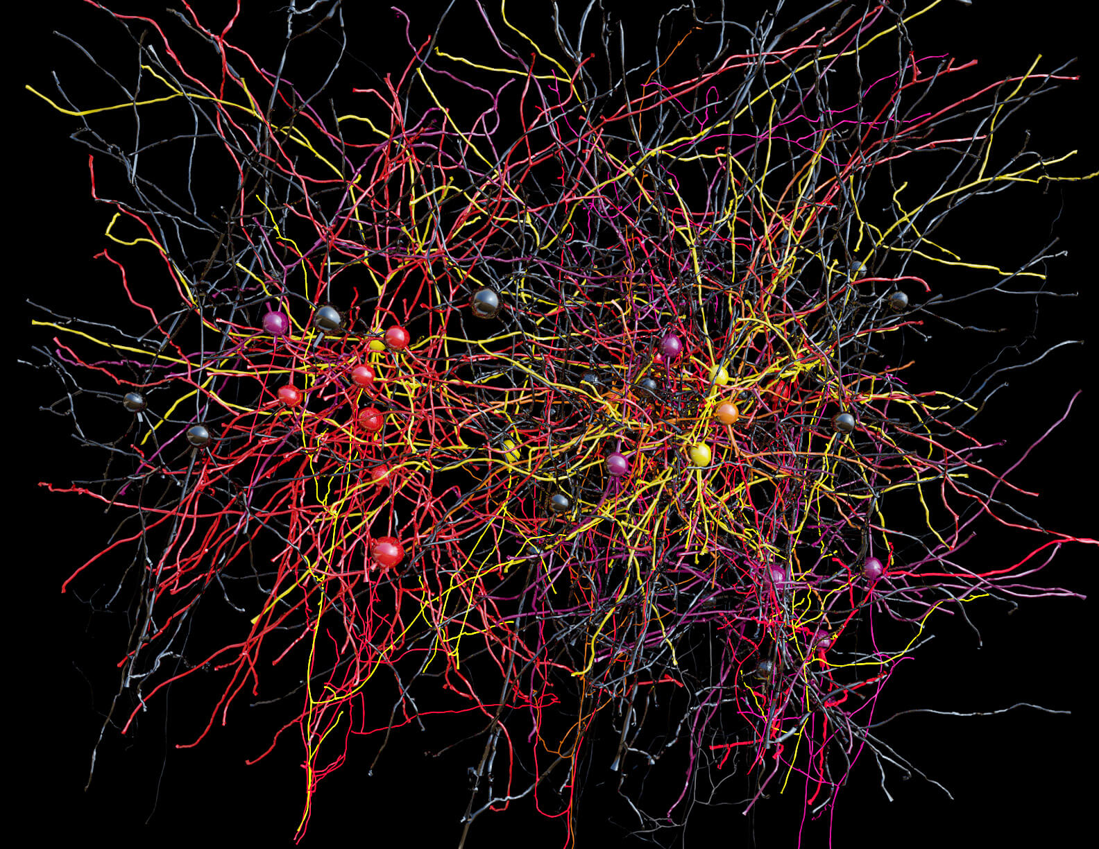 A network of cortical neurons whose connections were traced from a multi-terabyte 3D data set. The data were created by an electron microscope designed and built at Harvard Medical School to collect millions of images in nanoscopic detail, so that every one of the “wires” could be seen, along with the connections between them. Some of the neurons are color-coded according to their activity patterns in the living brain. This is the newest example of functional connectomics, which combines high-throughput functional imaging, at single-cell resolution, with terascale anatomy of the very same neurons. Image credit: Clay Reid, Allen Institute; Wei-Chung Lee, Harvard Medical School; Sam Ingersoll, graphic artist