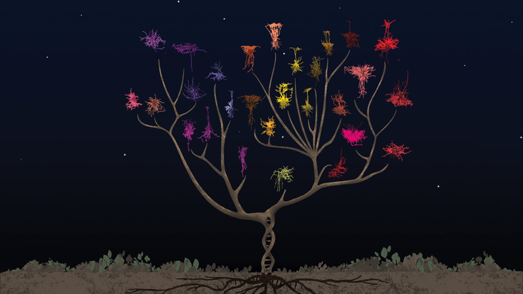 A technique that captures information about a neuron's 3D shape, electrical properties, and its genes is giving scientists a new way to look at cell types in the mouse brain and the relationship between them — described in this illustration as a 'family tree' of neurons. Illustration by Benedicte Rossi.