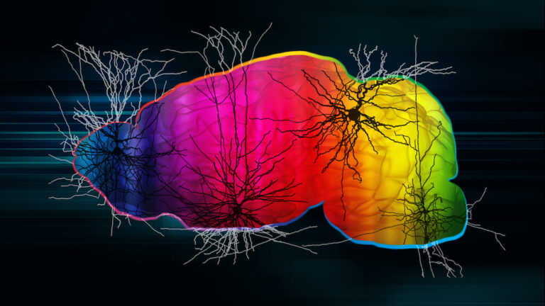 A colorful illustration of a mouse brain showing oversized neurons superimposed on it, on a black background.