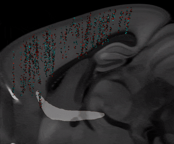 A movie of a mouse brain slice in gray with flashing blue and red dots representing neural activity in the cortex.
