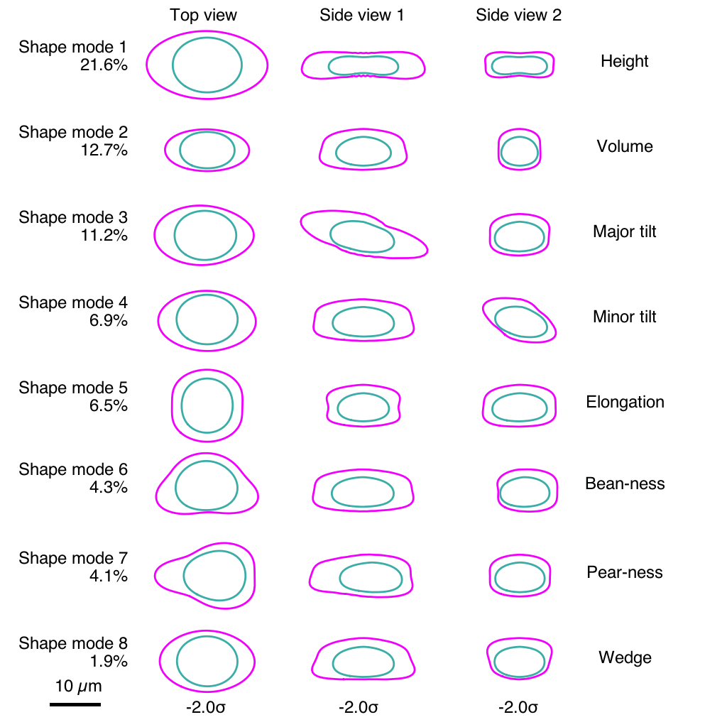 A graphic showing the changes that make up eight different dimensions of cellular "shape space," a computational metric the researchers developed to capture the variability of cell shape.