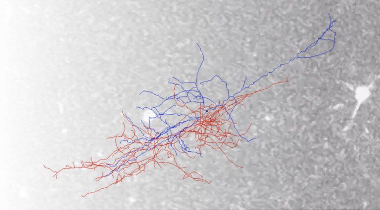 A morphological reconstruction of a VIP interneuron courtesy for the Allen Cell Types team over a gradient calcium image of VIP interneurons from the Allen Brain Observatory team.