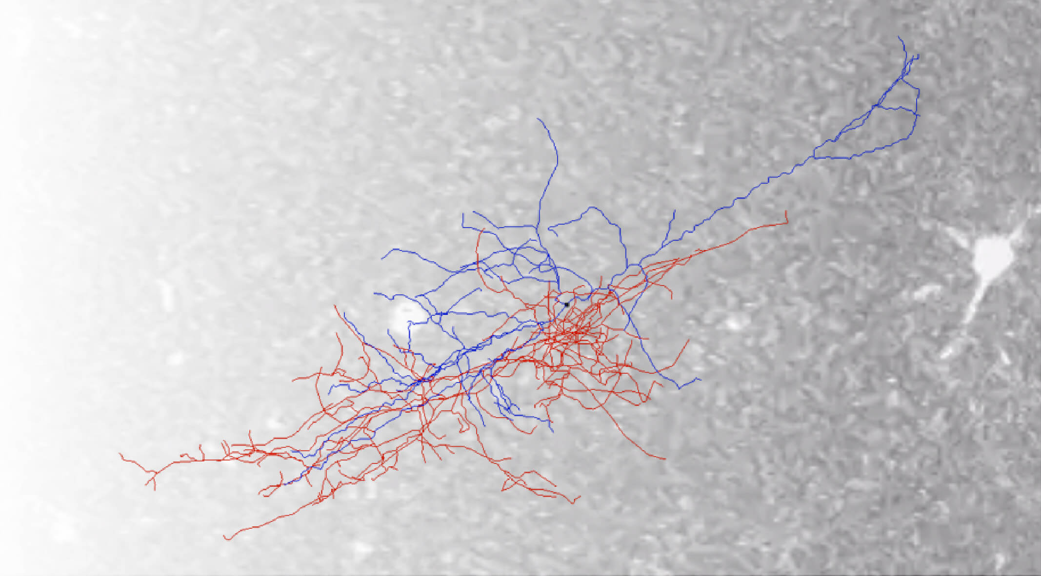 A morphological reconstruction of a VIP interneuron courtesy for the Allen Cell Types team over a gradient calcium image of VIP interneurons from the Allen Brain Observatory team.