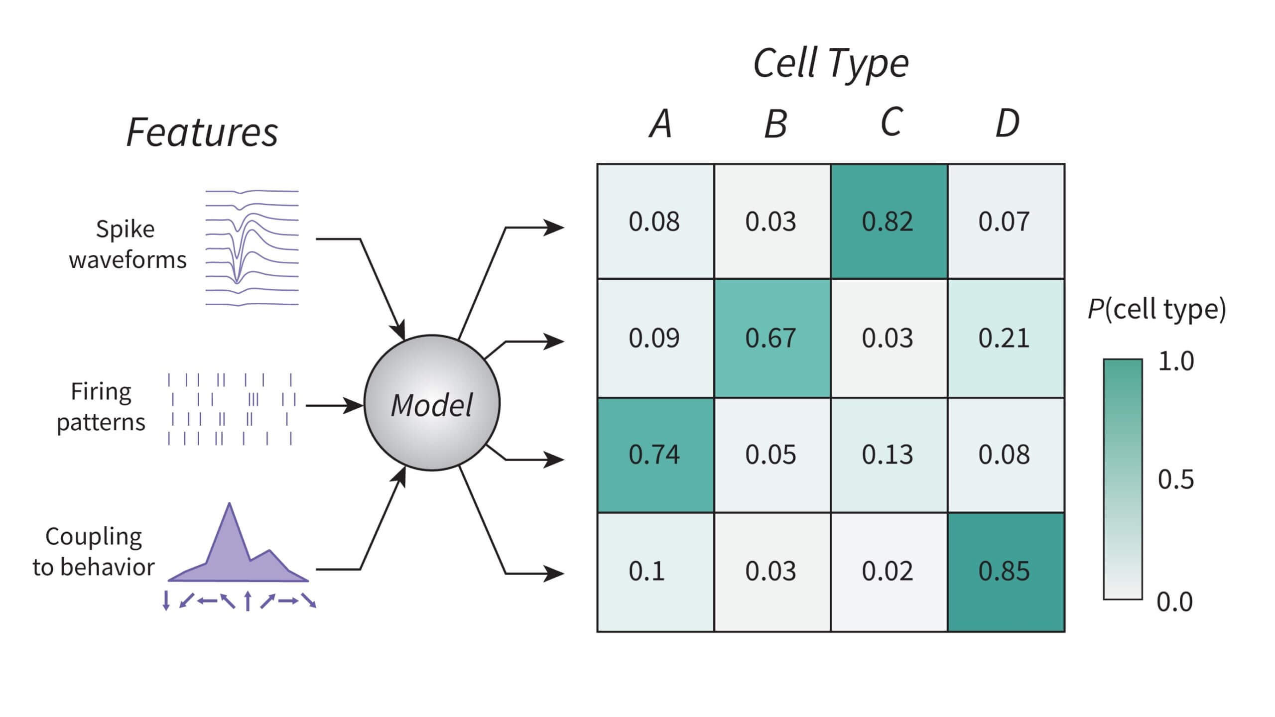 Scientific figure describing cell type classification