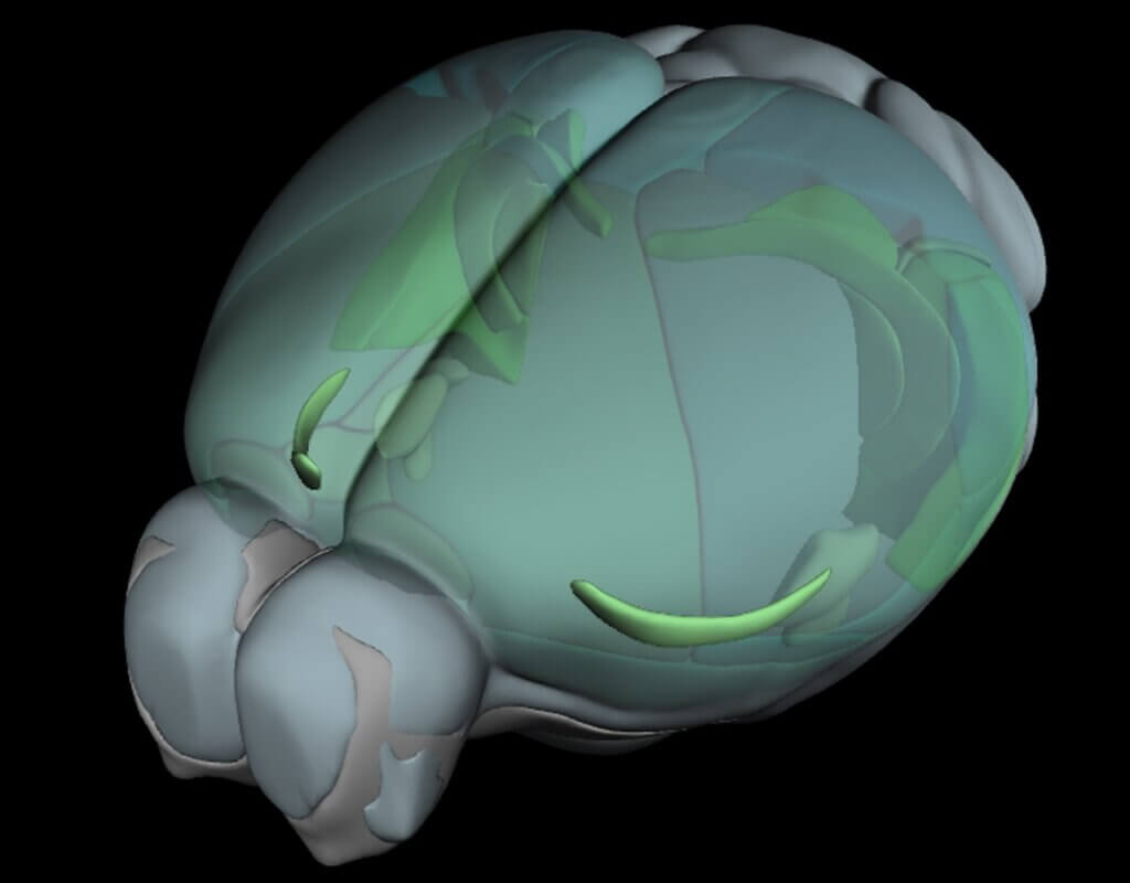 Cartoon of a mouse brain shown in gray and shades of green. The claustrum is a small, string-bean shaped structure toward the front of the image.