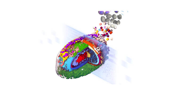 3D illustration of cell with internal structures labelled in red, green, yellow, and blue