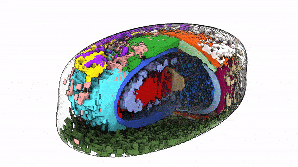Human cell rendering showing multiple cellular components