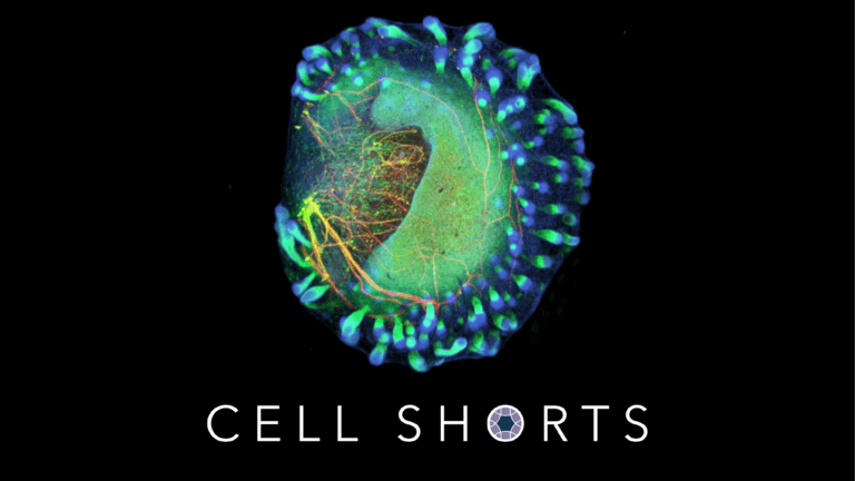 Tiny clumps of skin grown from human stem cells — complete with hair follicles — represent the most lifelike human skin grown in the lab to date.