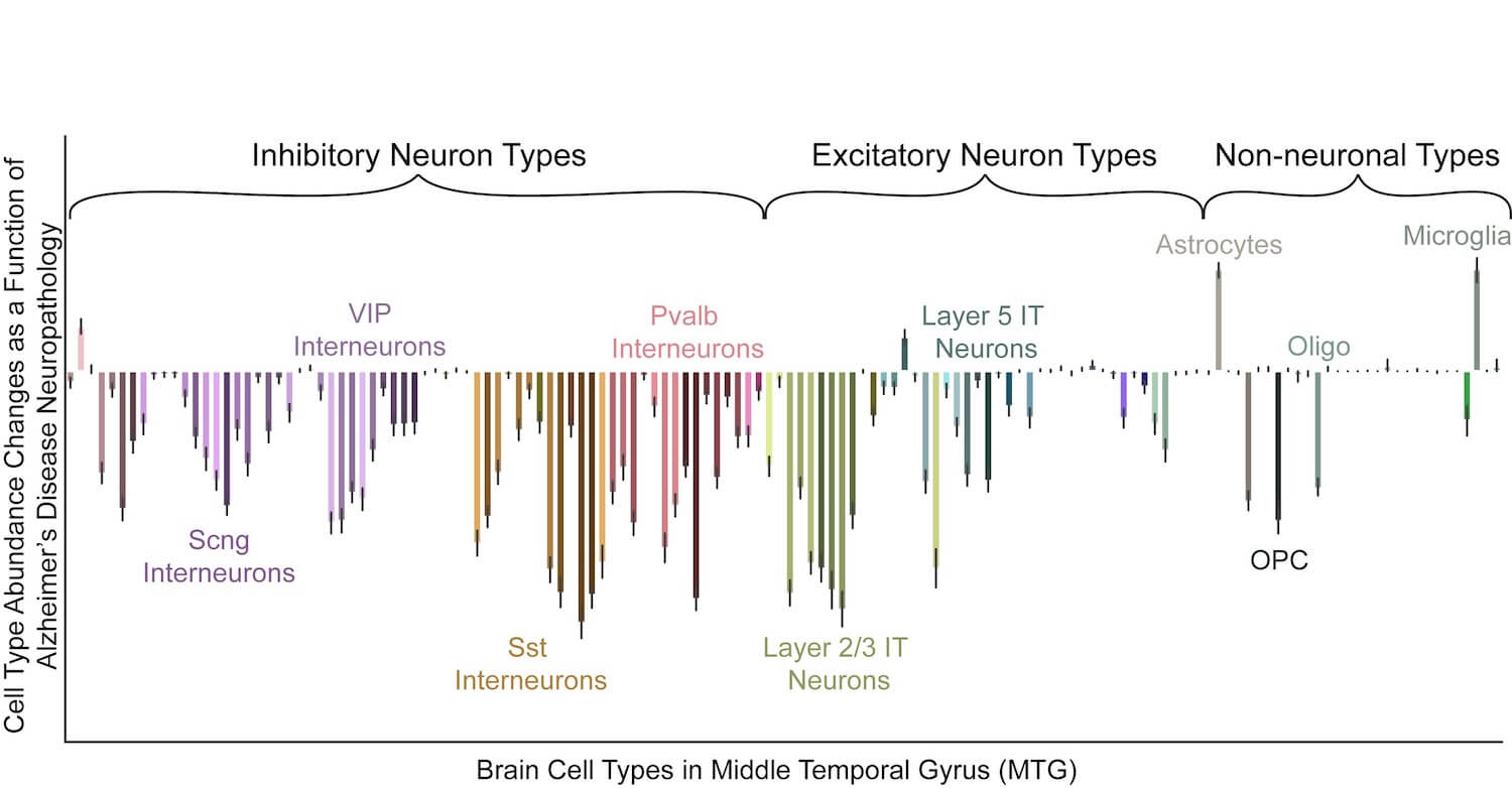 A bar graph showing the relative proportions of different types of brain cells in Alzheimer's disease, as compared to a young, healthy brain. Many kinds of neurons are decreased in abundance, some much more than others, and a few kinds of non-neuronal cells are increased in Alzheimer's.