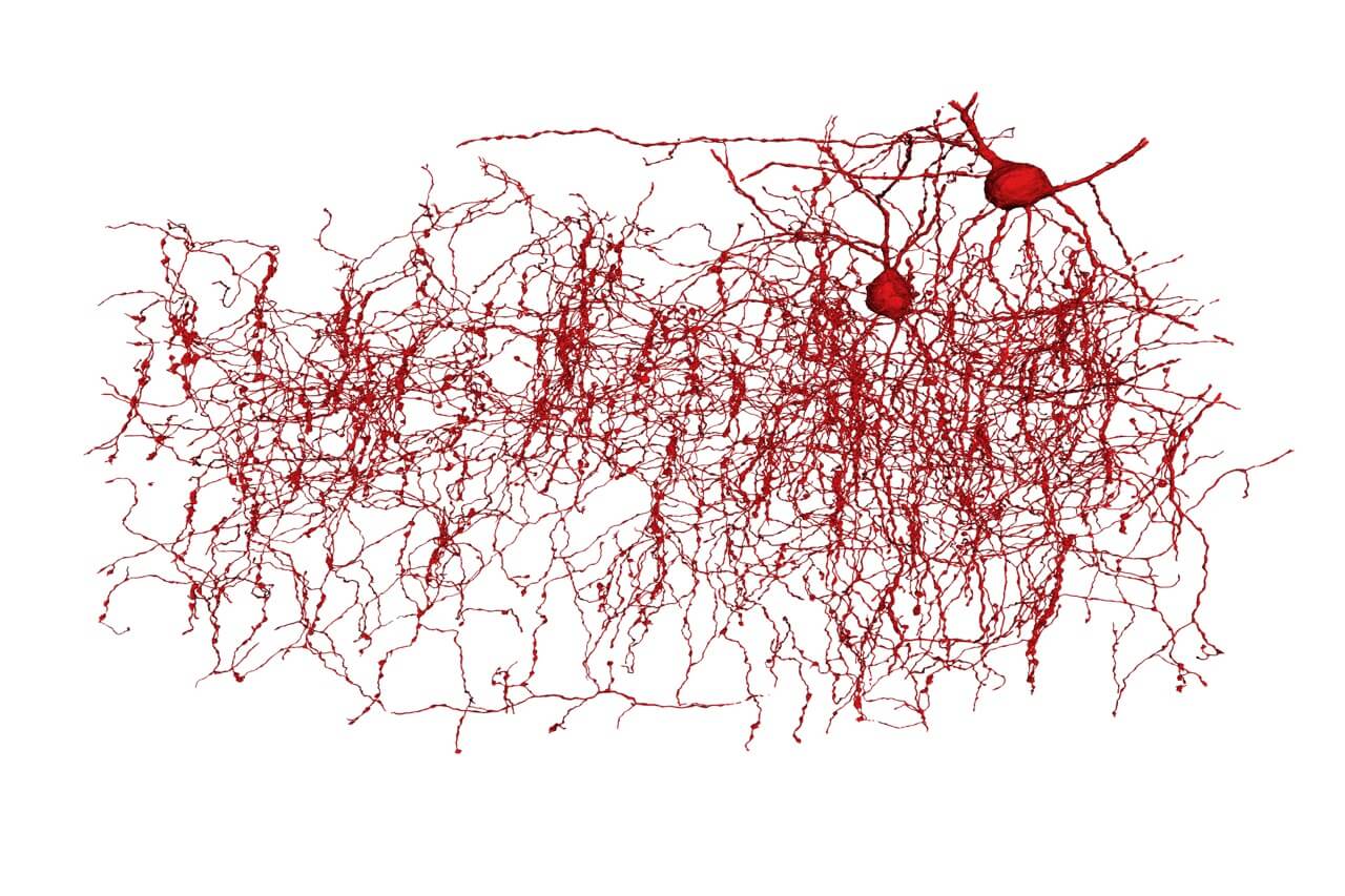 Morphology reconstructions of neurons