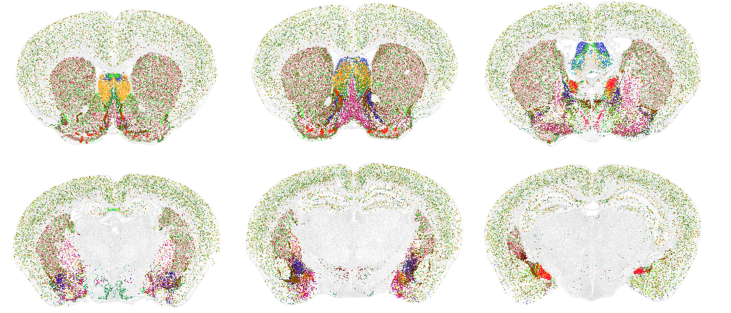 Six brains showing cells types in various colors