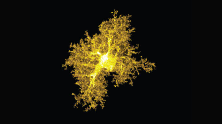 An astrocyte from the striatum