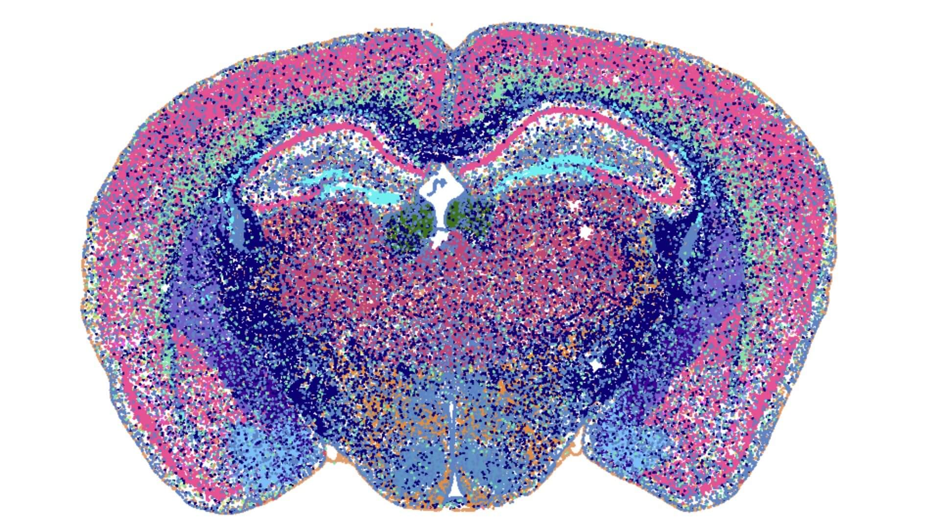 http://Whole%20mouse%20brain%20image%20showing%20spatial%20location%20of%20transcriptomic-defined%20cell%20types
