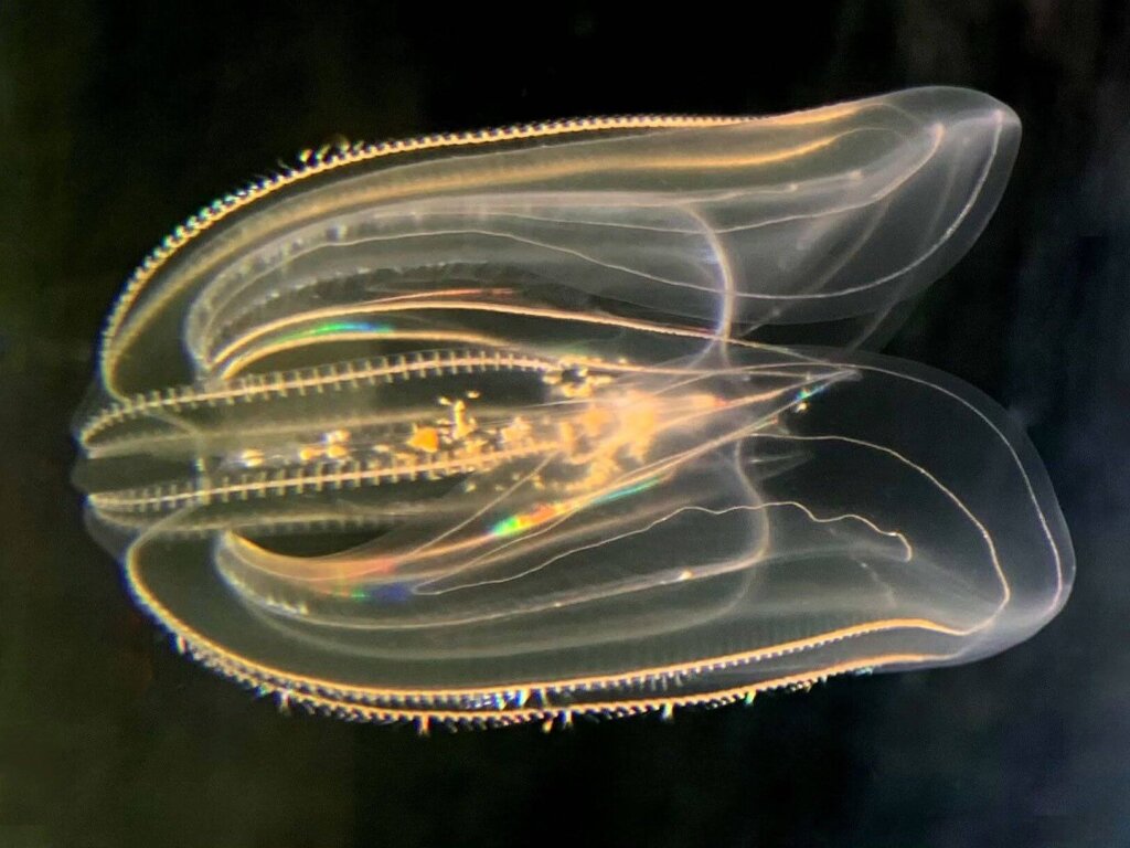 Comb jellies gives scientists hints of our nervous system's past ...