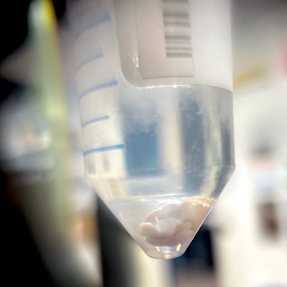 Close up on a vial with a mouse brain