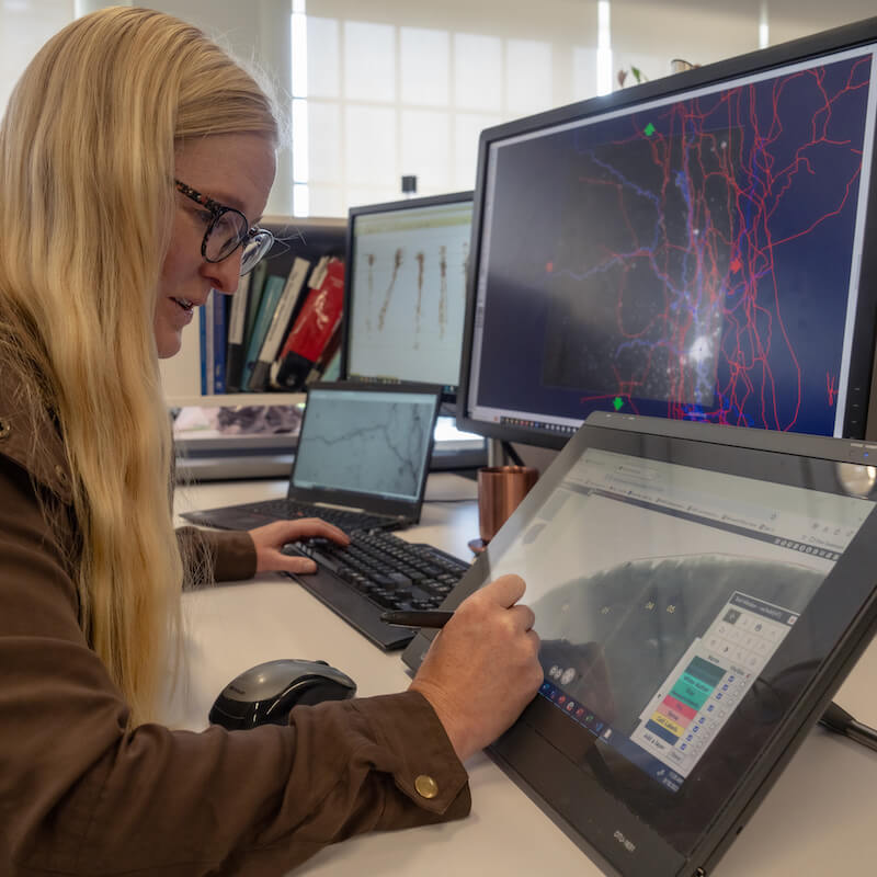 Photo of a scientist at the Allen Institute tracing the morphology, or shape, of neurons with specialized computer software