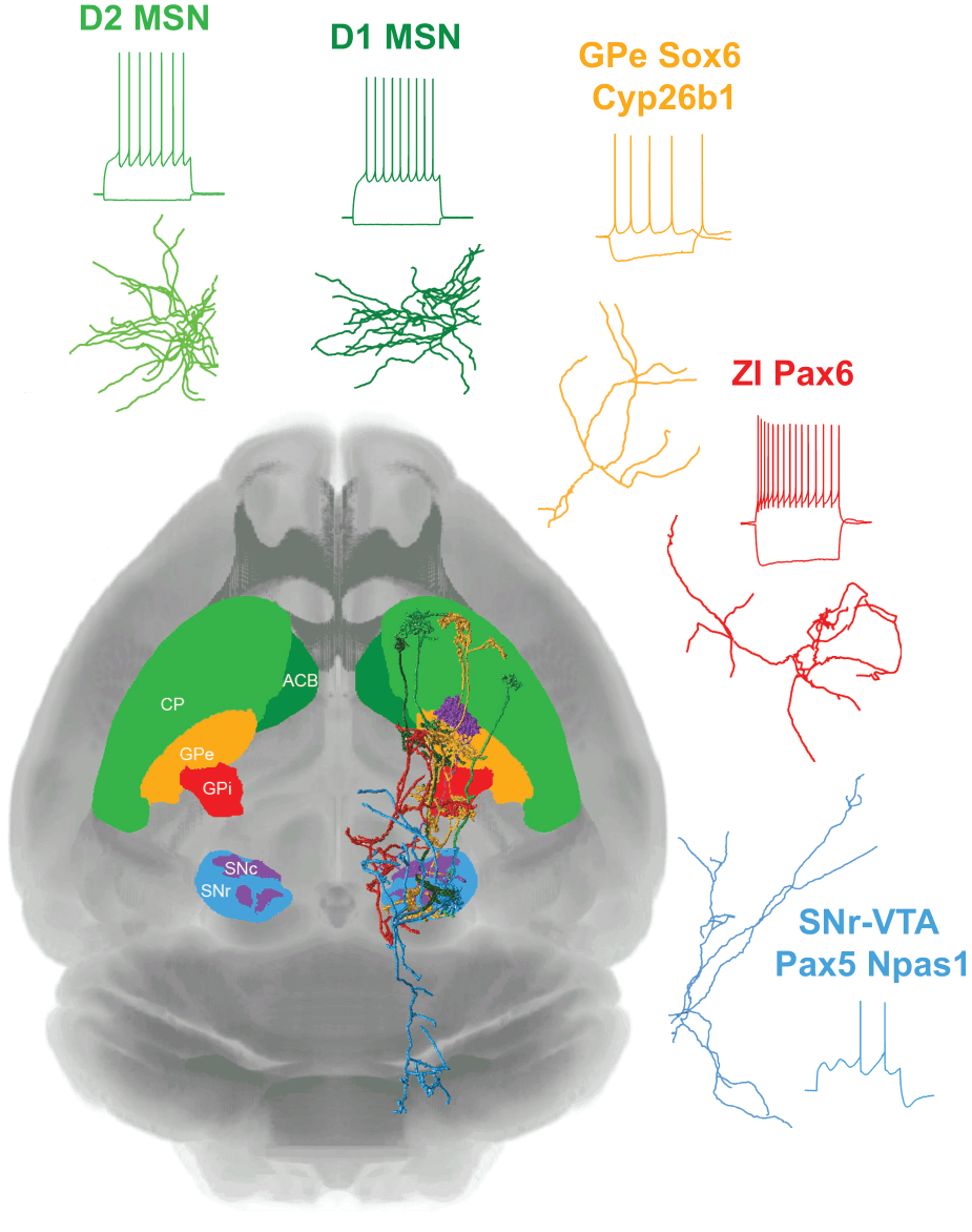 A scientific diagram of a brain showing a PatchLink approach