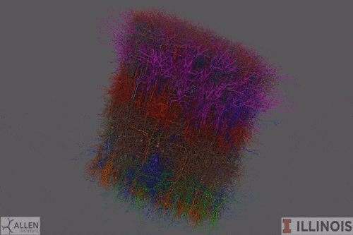 230,000-neuron model of mouse V1 with modeled neurons of different colors flashing based on their stimuli during the gif