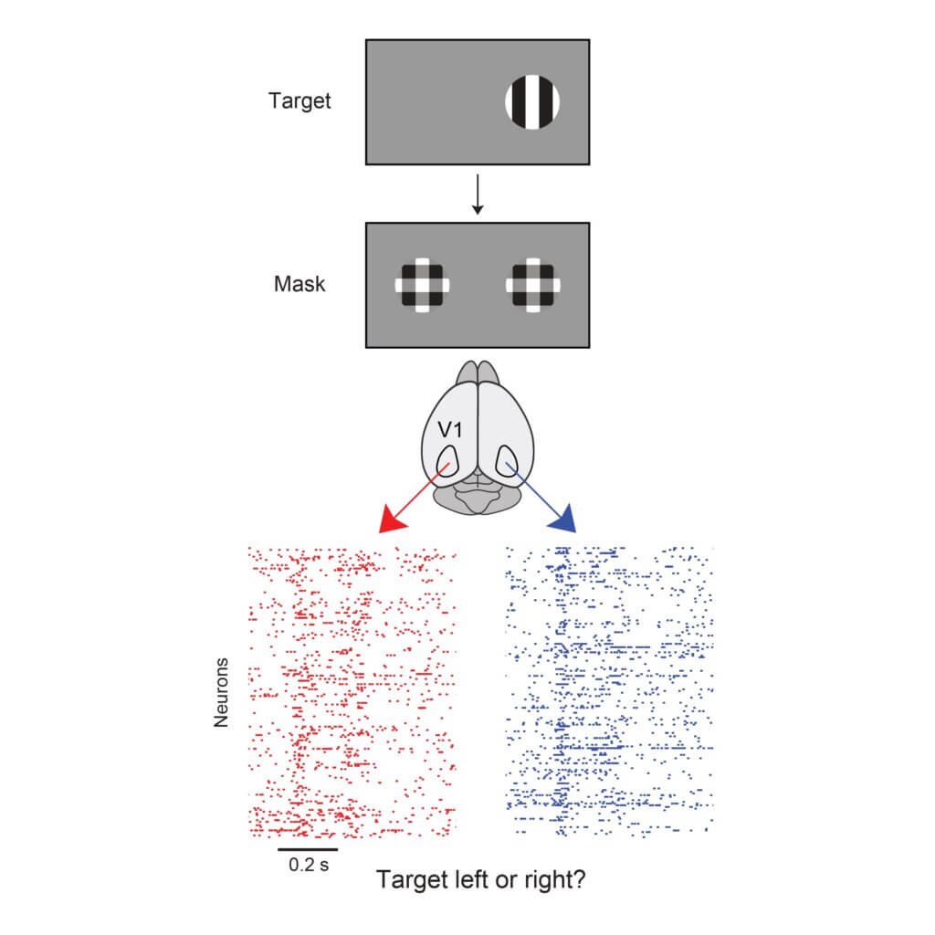 Image showing visual masking's affect on neurons in the brain
