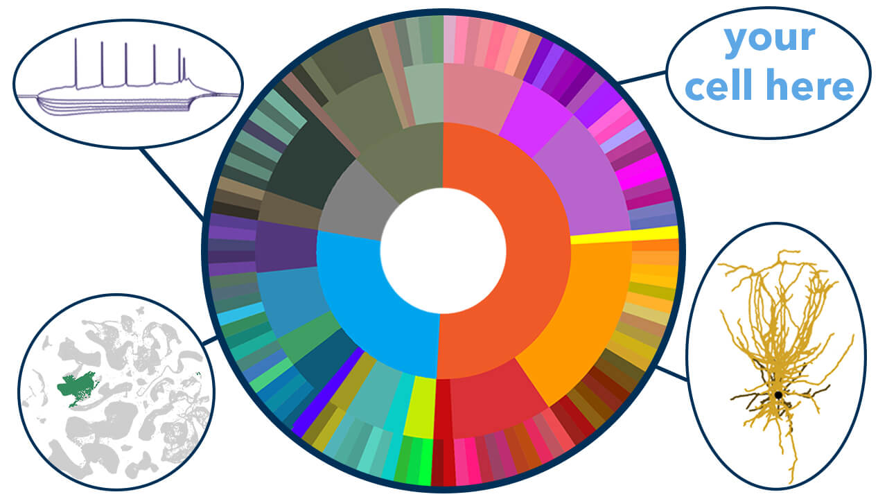 Rainbow ring of Cell Type Knowledge Explorer highlighting three modalities: ephys, transcriptomics and morphology