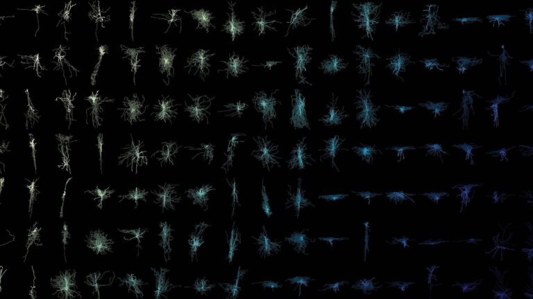 colorful neurons on black background